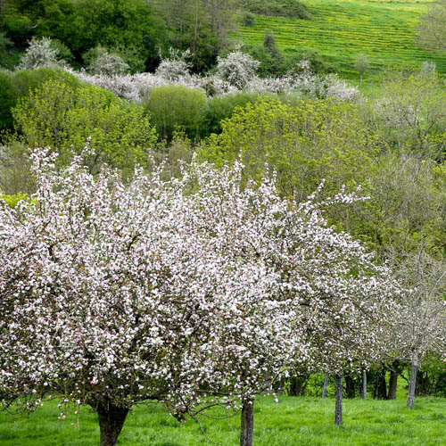 prairies pommiers pays d'auge