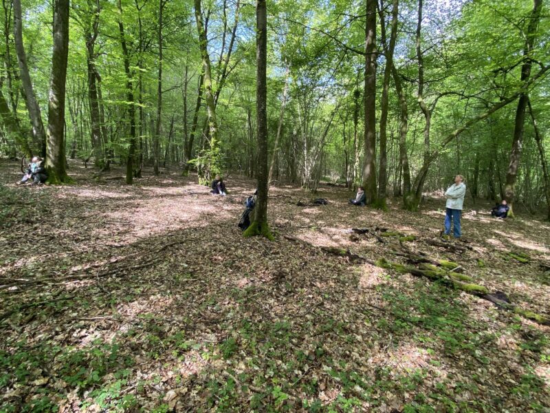 Bain de forêt