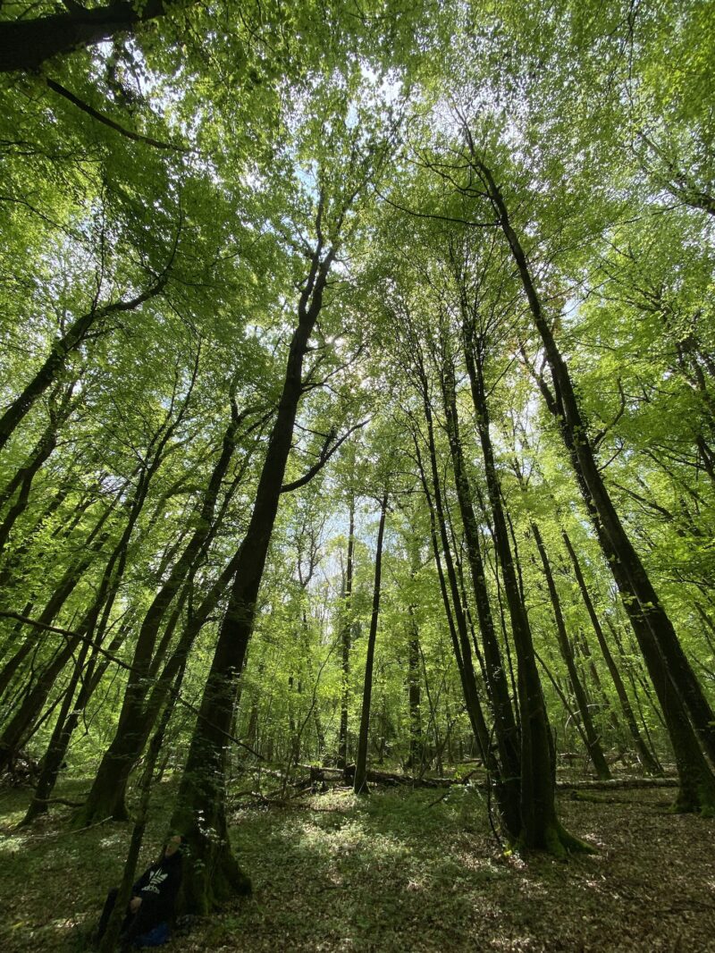 Forêt